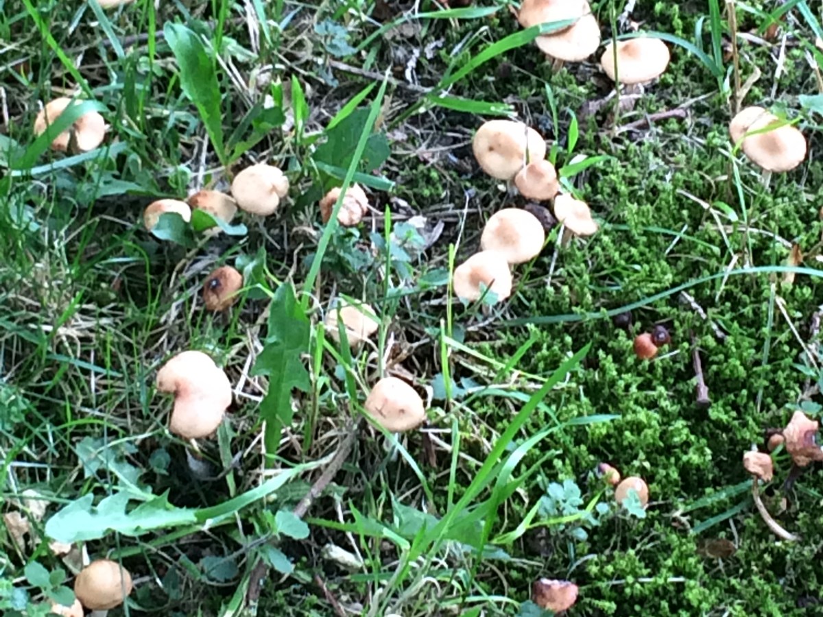 Discovery walk – Aug&nbsp;2019