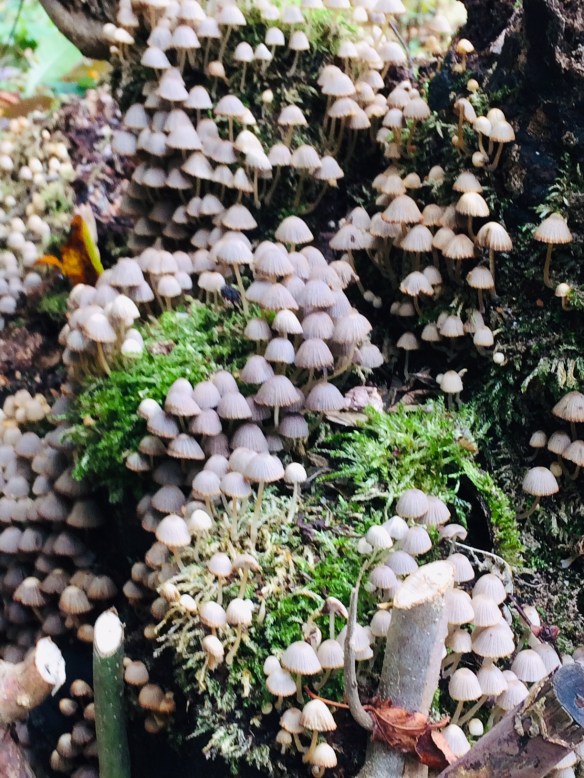 Photo of tiny fungi mushrooms looking like a magical village for woodland sprites and fairies.