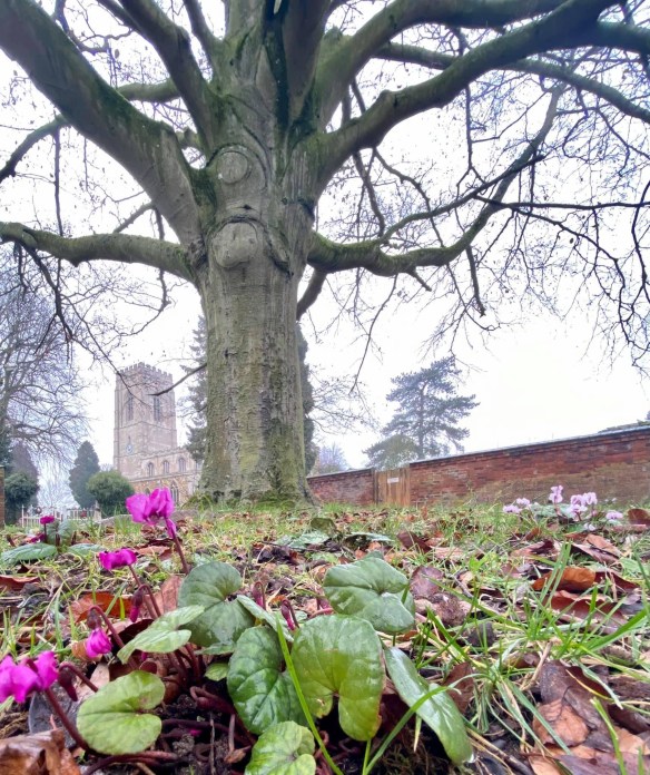 A tiny bit of hope on a dreary winters day! Photo by James Cullen