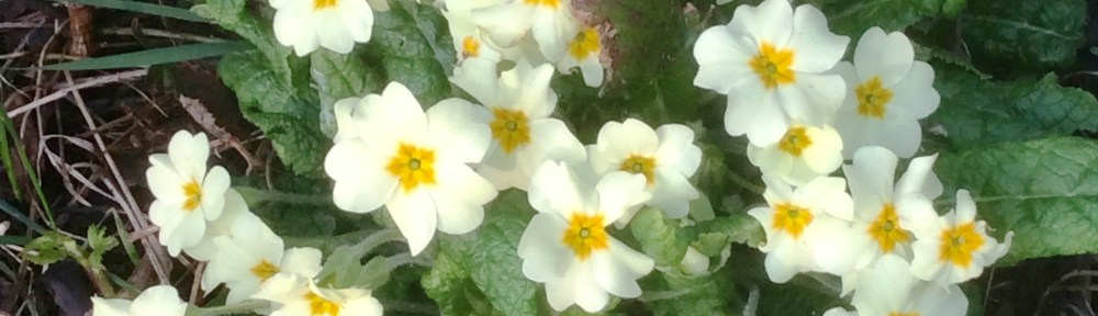 Primroses - St Peter's Church