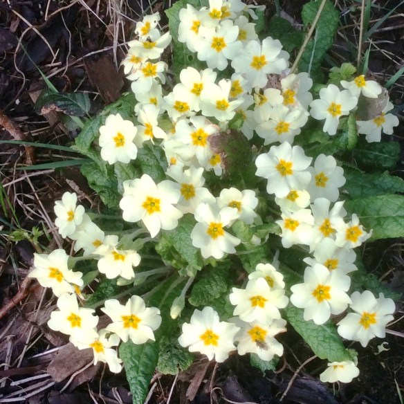 Primroses - St Peter's Church