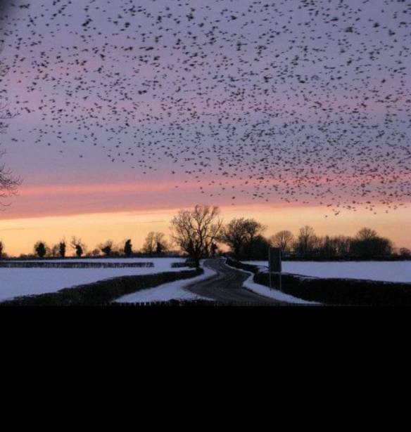 Murmuration over the fields, John Atkins