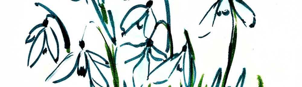 Snowdrops is a watercolour pen drawing by Maxine Dodd artist. The image shows simple outlines of the snowdrop flowers against the white background of the paper. Flowers are shaded lightly in pale blue wash and the leaves in warm apple green