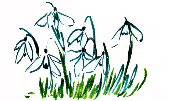 Snowdrops is a watercolour pen drawing by Maxine Dodd artist. The image shows simple outlines of the snowdrop flowers against the white background of the paper. Flowers are shaded lightly in pale blue wash and the leaves in warm apple green