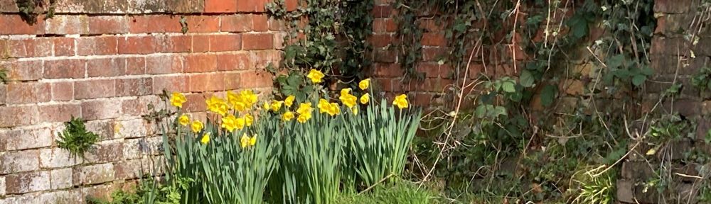 Daffodils growing by the church wall at St Peter's Church Langton. The image shows the ivy clad red brick wall in full sunshine with lots of tall yellow daffodils in front