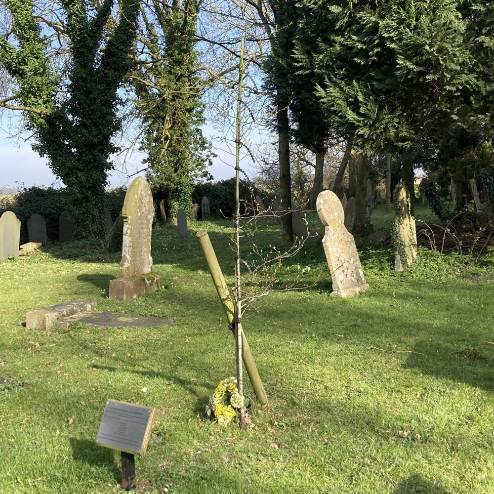 Photo of the churchyard at St Peter's where the Memorial Tree and plaque dedicated to the villagers and wider community lost during the Covid-19 Pandemic. The photo shows the green mown grass in the yard with grave stones and large yew trees behind the little amalanchier tree front centre, with the plaque at the front