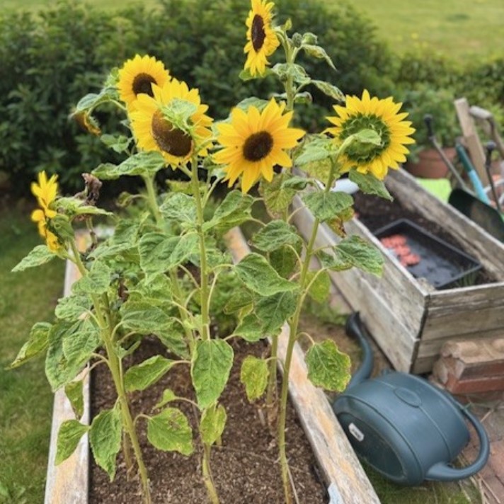 Creation Tide - Photo of sunflowers - Image shows a lovely pot of sunflowers with watering can at the side. Copyright protected.